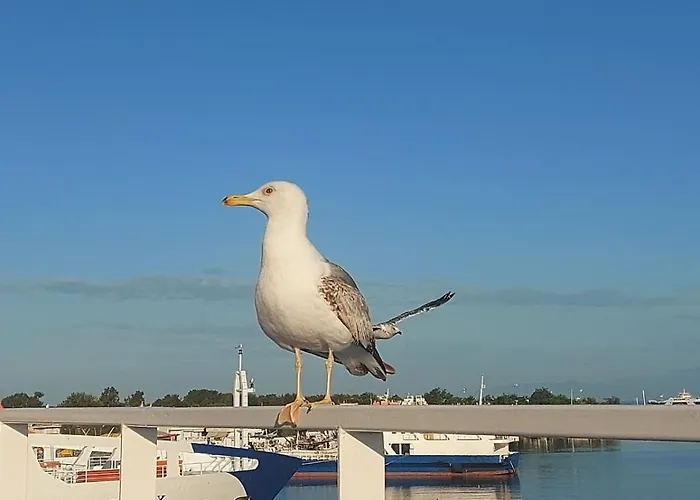 Sol Greco 公寓 Skala Rachoni (Thasos)
